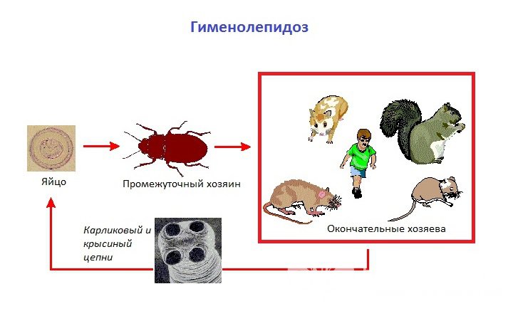 Возбудитель и пути передачи гименолепидоза 