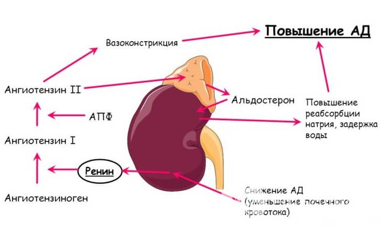 Признаки гиперальдостеронизма