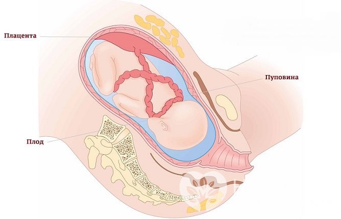 Обвитие пуповиной шеи ребенка – одна из причин гипоксии плода