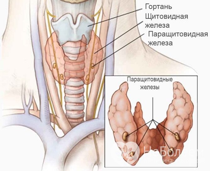 Гипопаратиреоз связан с нарушением работы паращитовидных желез