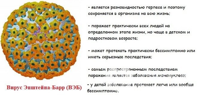 Вирус Эпштейна – Барр – возбудитель инфекционного мононуклеоза у детей