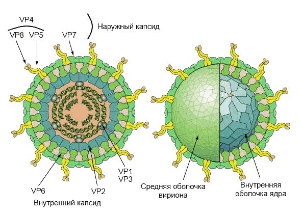 Ротавирус - возбудитель кишечного гриппа