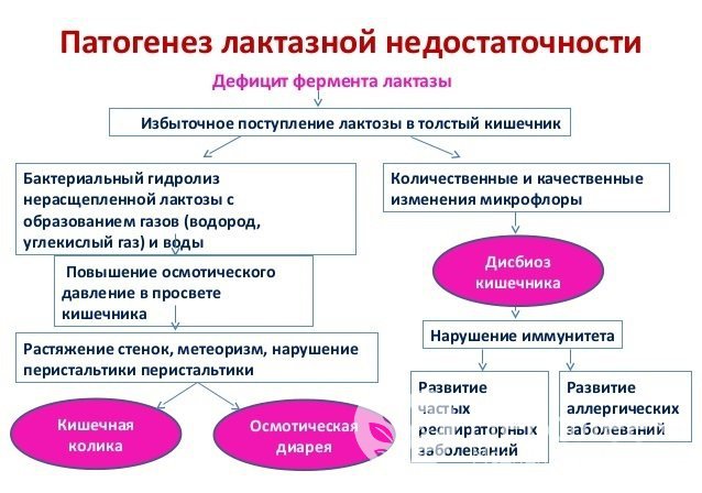 Лактазная недостаточность приводит к нарушению пищеварения и связанным с ним расстройствам