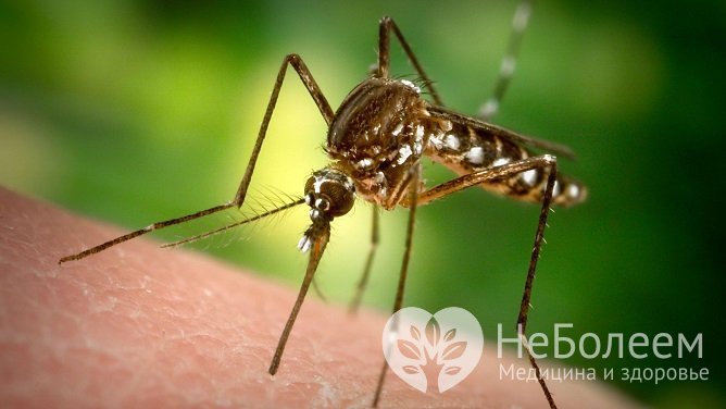 Лихорадка западного Нила переносится комарами рода Culex