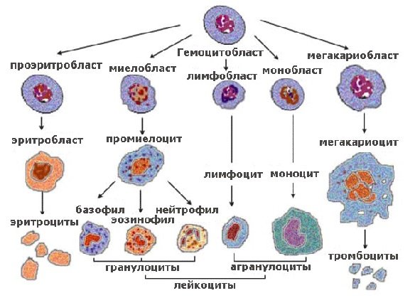 На долю лимфоцитов приходится 24–40% всех лейкоцитов, если эти показатели превышены, диагностируется лимфоцитоз