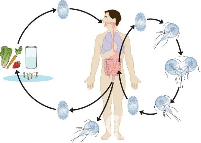Возбудитель лямблиоза у детей распространяется фекально-оральным путем