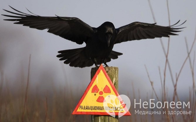 Лучевая болезнь развивается при воздействии на организм высоких доз ионизирующего излучения