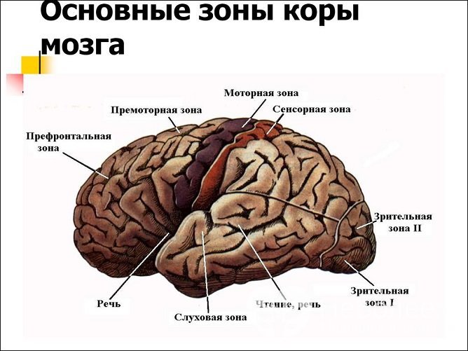 Моторная алалия возникает вследствие поражения речевых центров головного мозга