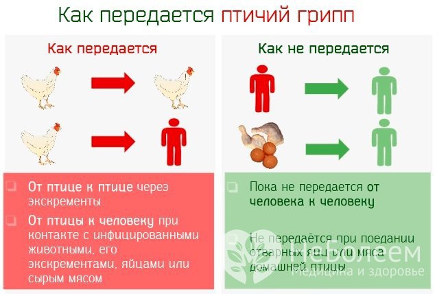 Как передается птичий грипп