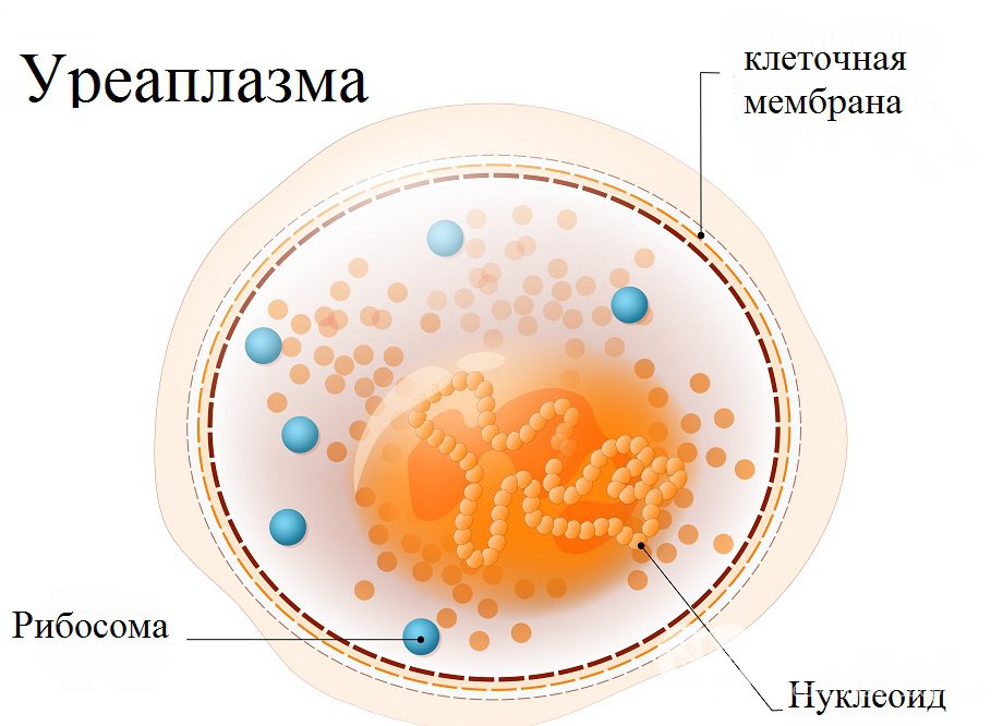 Ureaplasma urealyticum (уреаплазма) – микроорганизм, являющийся возбудителем уреаплазмоза