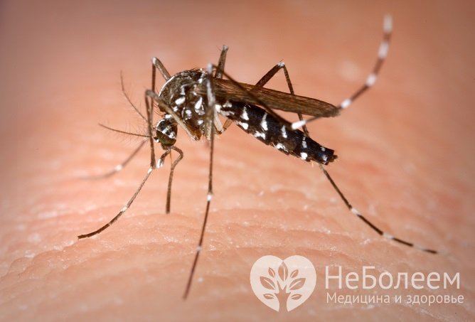 Переносчики вируса Зика – тропические комары рода Aedes