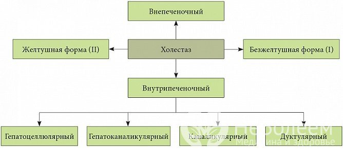 Формы застоя желчи (холестаза)