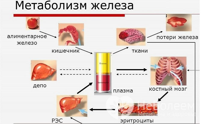 Причиной развития анемии может быть нарушение всасывания и метаболизма железа