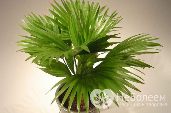  Комнатные растения, очищающие воздух в помещении: бамбуковая пальма