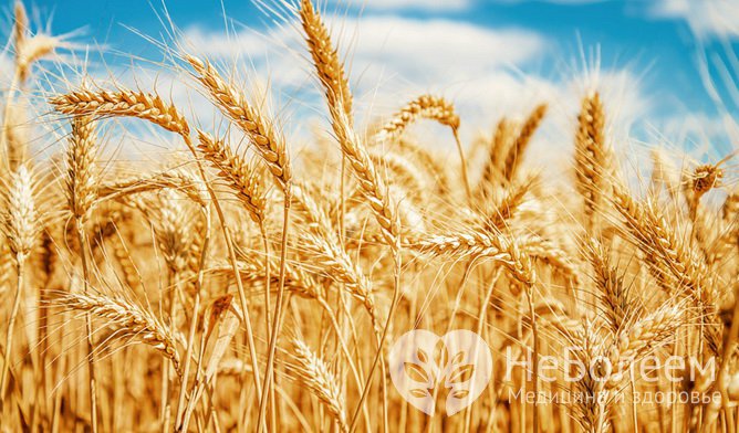 Пшеница – растение, проростки семян которого стоит включить в рацион 