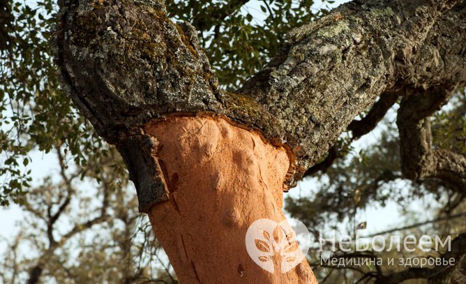 Пробковое дерево – древниее лекарство, не потерявшее актуальности