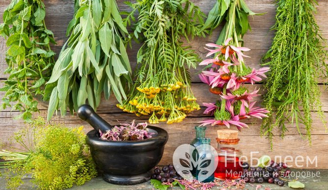 Как готовить домашние лекарства из растений