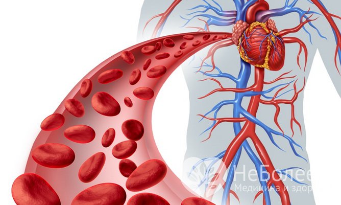 Склерозирование стенок кровеносных сосудов: причины, методы профилактики