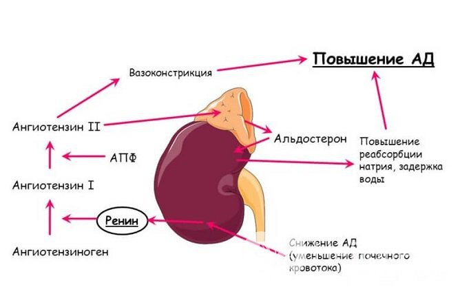 Альдостерон вырабатывается корой надпочечников и отвечает за минеральный обмен