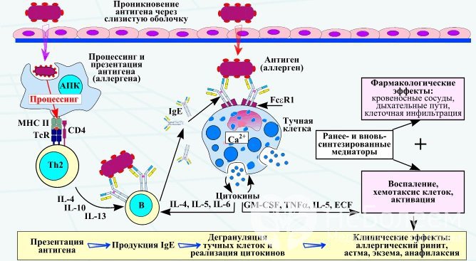 Инфекционный насморк отличается от аллергического причиной и механизмом развития болезни