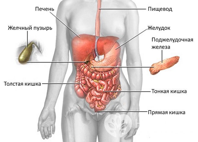 Причиной скрытого кровотечения может быть заболевание любого участка пищеварительного тракта, приводящего к повреждению слизистой оболочки