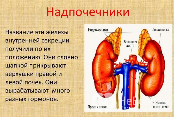 Надпочечники – небольшие, но очень важные для организма органы