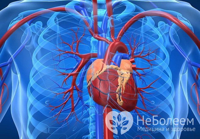 Из-за распространения инфекции по лимфатическим сосудам возможно негативное влияние острого тонзиллита на сердце