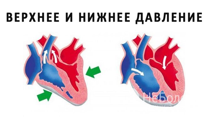 Артериальное давление складывается из двух показателей – систолическое, или верхнее, и диастолическое, или нижнее