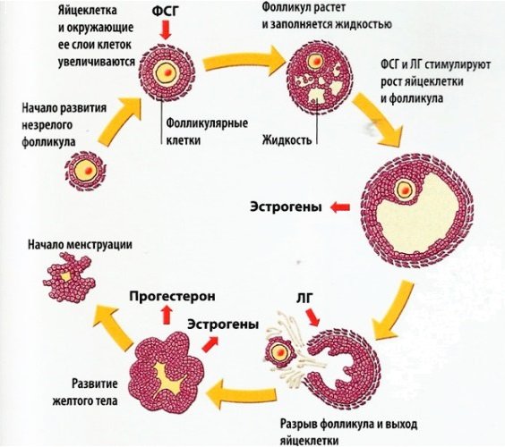 Гормон регулирует менструальный цикл у женщин 