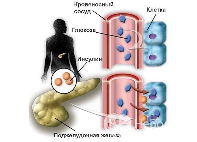 Глюкоза обеспечивает клетки и ткани энергией, важно, чтобы в крови поддерживалось ее определенное количество