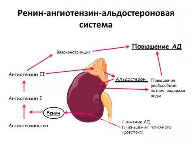 Задача ренин-ангиотензин-альдостероновой системы - регуляция артериального давления