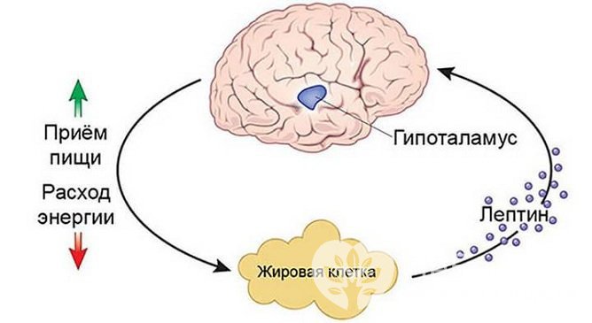 Гормон лептин, путем влияния на гипоталамус, отвечает за регуляцию аппетита и расход энергии