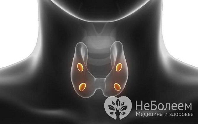 Паратгормон вырабатывается паращитовидными железами