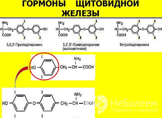 Трийодтиронин - гормон, вырабатываемый щитовидной железой, который участвует во многих процессах в организме