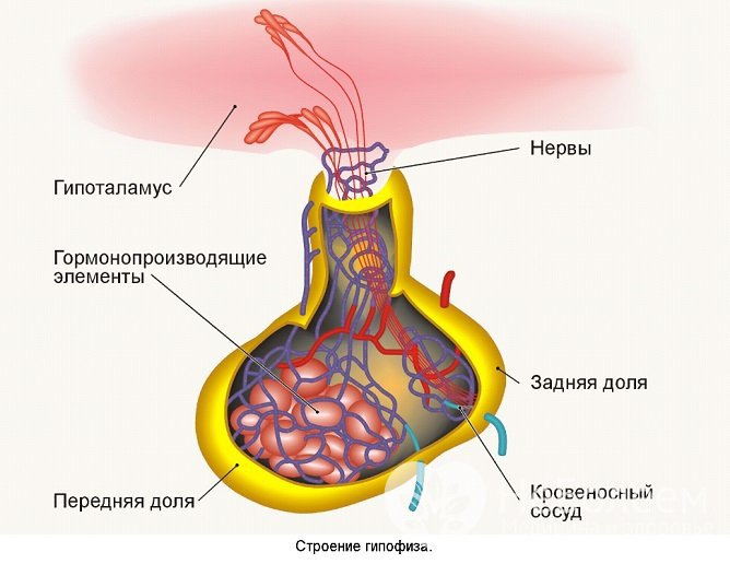 Гормоны гипофиза и их функции в организме