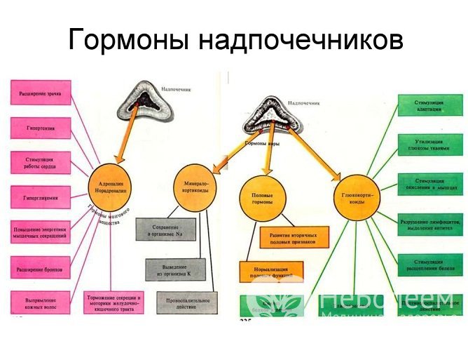 Гормоны надпочечников и их функции в организме