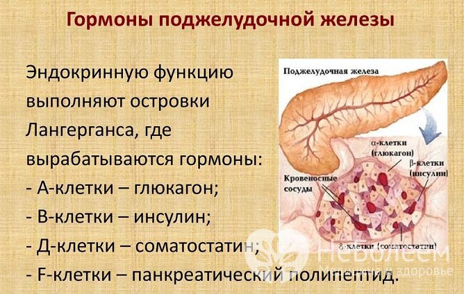 Гормоны поджелудочной железы и их функции в организме