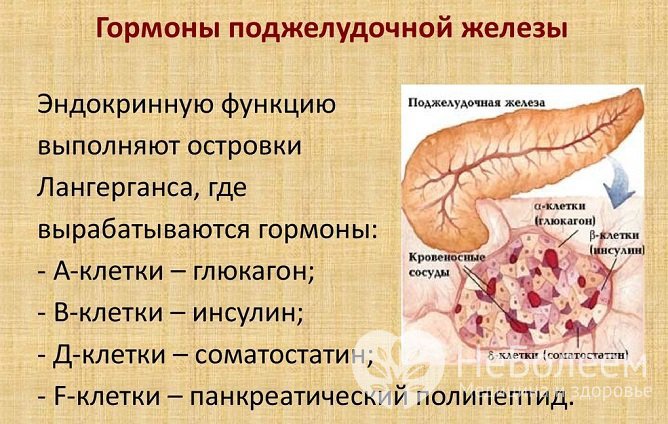 Гормоны поджелудочной железы регулируют функции пищеварительной системы и обмен веществ