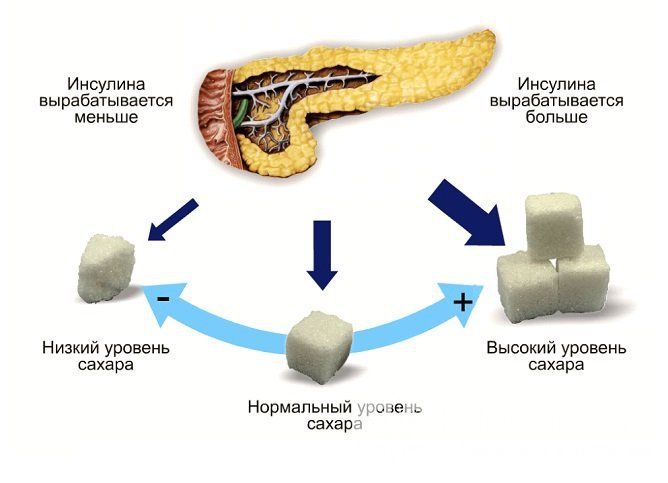 Выработка инсулина зависит, главным образом, от уровня глюкозы в крови