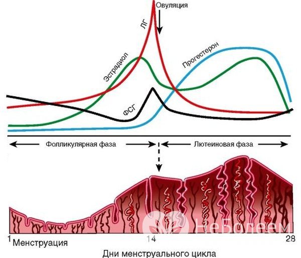 Количество гормона в крови у женщин колеблется в зависимости от фазы менструального цикла