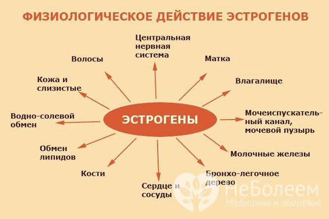 Эстрадиол - главный гормон группы эстрогенов, женских половых гормонов