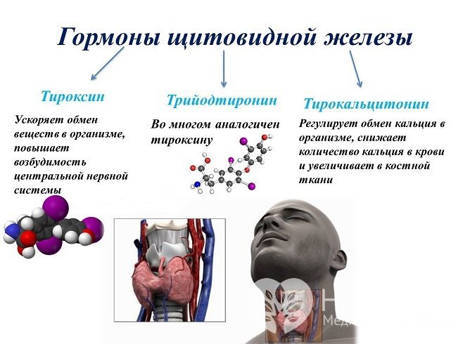 Гормоны щитовидной железы очень важны для организма, так как регулируют обмен веществ