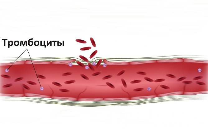 Система свертывания крови обеспечивает целостность кровеносной системы