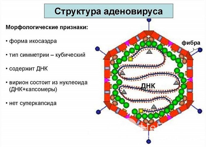 Один из возможных возбудителей болезни – аденовирус