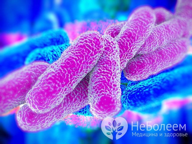 Если возбудителем болезни является Legionella pneumophila, болезнь обычно развивается постепенно