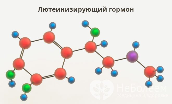 Гормон синтезируется в головном мозге, в передней доле гипофиза