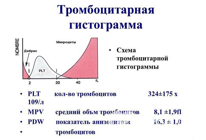 Тромбоцитарные индексы позволяют оценить состояние свертывающей системы крови