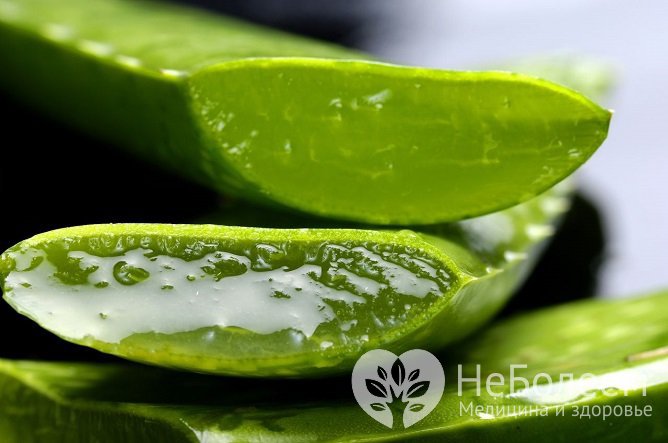 Народные средства от кашля: алоэ с медом