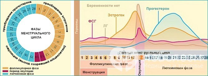 Выработка прогестерона зависит от фазы менструального цикла