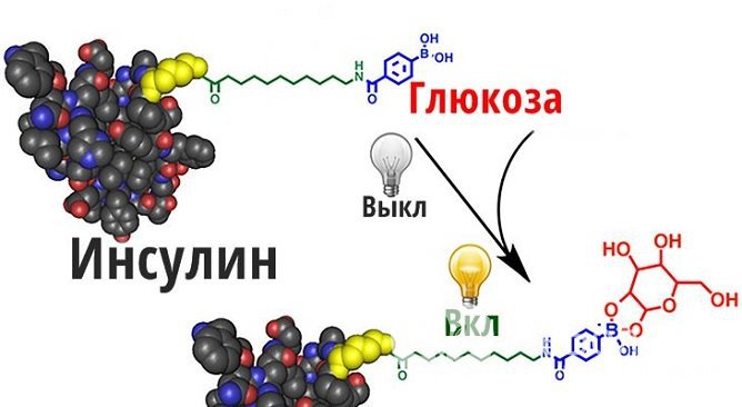 Инсулин помогает глюкозе проникнуть внутрь клетки, где глюкоза служит источником энергии